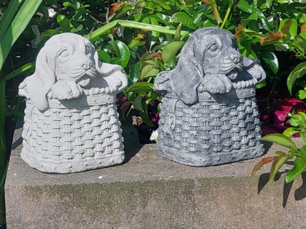 Hond in mandje