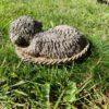 Hondje slapend in mand