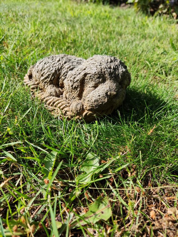 Hondje slapend in mand