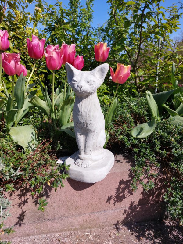 Kat - Siamese