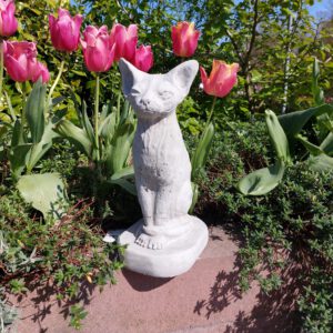 Kat - Siamese