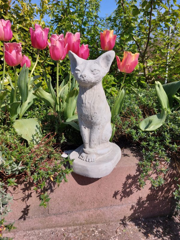 Kat - Siamese