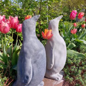 Pinguïn