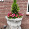 Bloempot