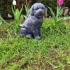 Hond - Berner senner