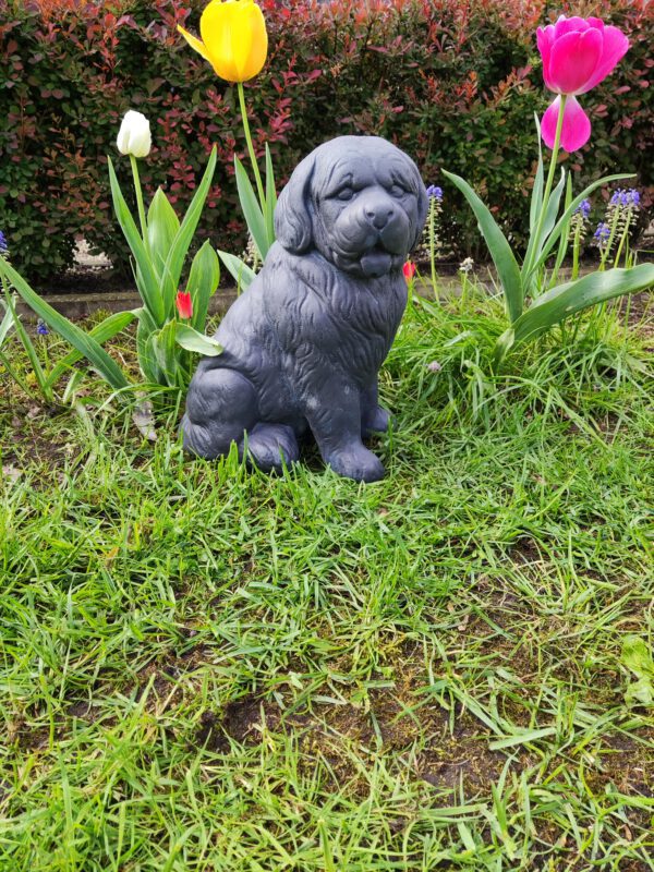 Hond - Berner senner