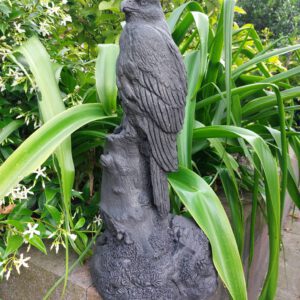 Buizerd