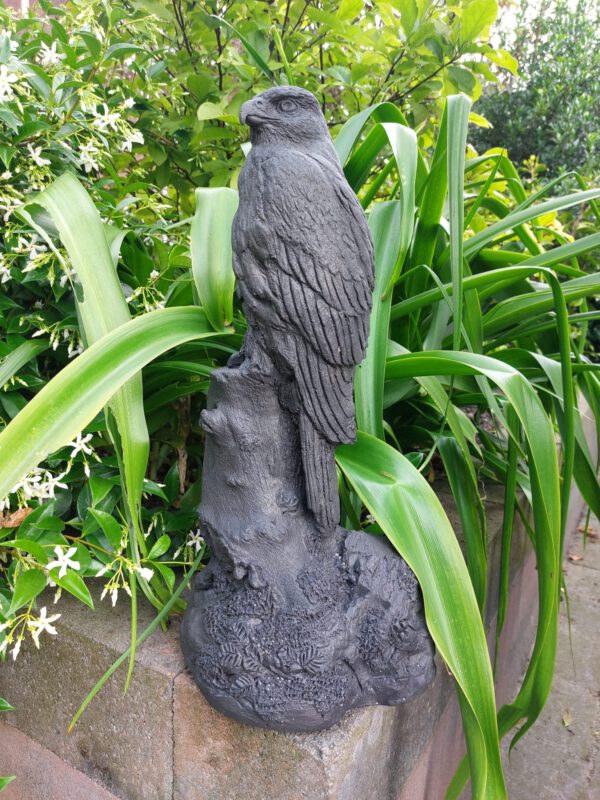 Buizerd