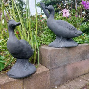 Katten - modern - set