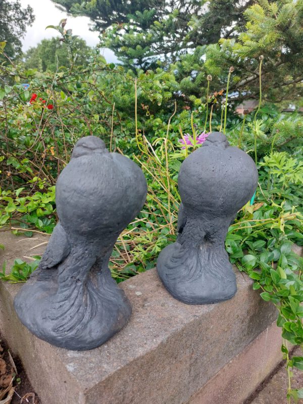 Duif - Hollandse kropper - koppel
