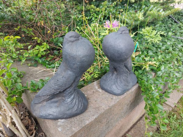 Duif - Hollandse kropper - koppel
