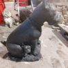 Hond - Dog
