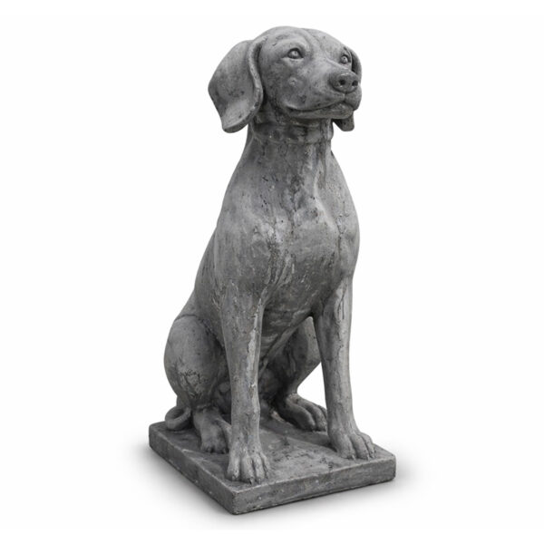 Vizsla / jachthond
