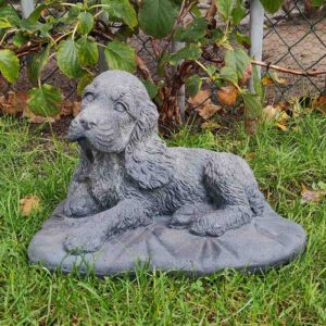 Cocker Spaniël - maat M